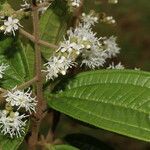 Miconia ibaguensis List