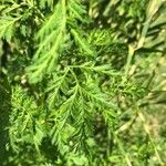 Artemisia annua 葉