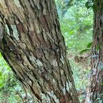 Campomanesia phaea Bark
