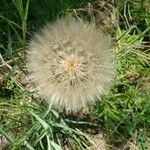 Tragopogon dubius Fruit