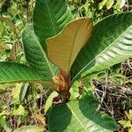 Stipularia africana 叶