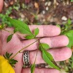 Bidens aristosa Leaf