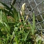 Cephalanthera damasoniumFlower