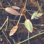Potamogeton gramineus Hoja