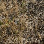 Oenothera parodiana 整株植物