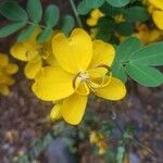 Senna spectabilis Λουλούδι