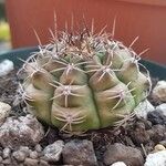 Gymnocalycium pflanzii Bark