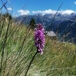 Dactylorhiza maculataÇiçek