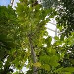 Camptotheca acuminata Habitus