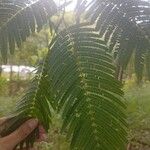 Anadenanthera colubrina ഇല