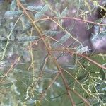 Eucalyptus parvula Hoja