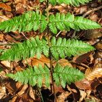 Dryopteris remota Hoja