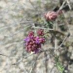 Thymus longiflorus Flower