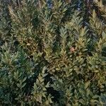 Buxus sempervirensLeaf