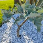 Kalanchoe beharensis Habitat