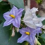Solanum wrightii Blüte