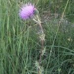 Cirsium hydrophilum