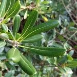 Pittosporum heterophyllum Yaprak