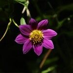 Dahlia merckiiVirág