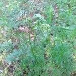 Conopodium majus Leaf