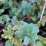 Vaccinium oxycoccos Leht