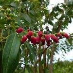 Agarista salicifolia Цвят