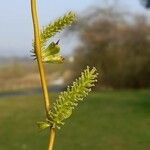 Salix babylonica Floare