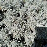 Helichrysum orientale Cvet