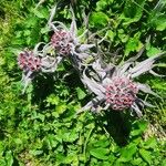 Cynoglossum magellense Flor