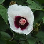 Hibiscus platanifolius Çiçek