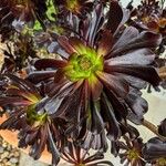 Aeonium arboreum Flower