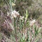 Gomphocarpus fruticosus Fleur