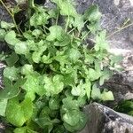 Rumex scutatus Hoja