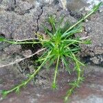 Sagina procumbens Leaf