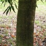 Quercus myrsinifolia Bark