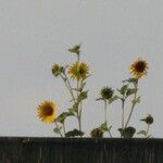 Helianthus annuus花