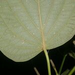 Piper schiedeanum Leaf
