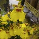 Oncidium altissimumᱵᱟᱦᱟ