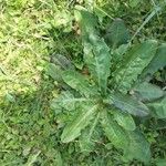 Taraxacum pyropappum Blad