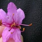 Rhododendron setosum Çiçek