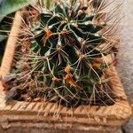 Ferocactus hamatacanthusFolha