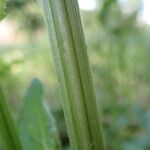 Cirsium oleraceum बार्क (छाल)