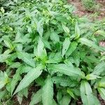 Persicaria hydropiper পাতা