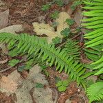 Polystichum munitum Habitat