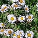 Erigeron pulchellus 花