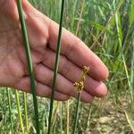 Schoenoplectus tabernaemontani Blatt