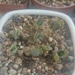 Kalanchoe marmorata List