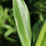 Faujasia salicifolia Лист