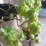 Sedum palmeri ഇല