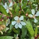 Cuphea racemosa Flower